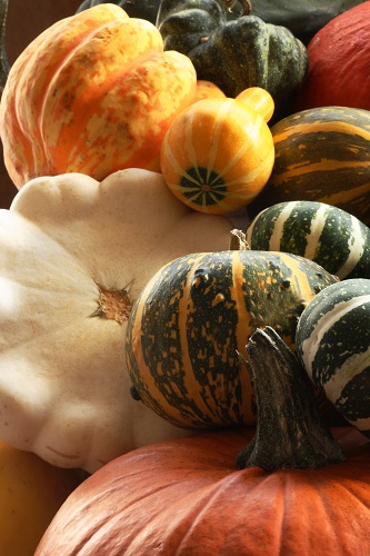 A great variety of squashes photo by Vicki Gardner
