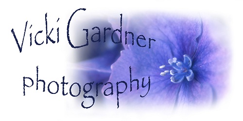 Vicki Gardner Photography