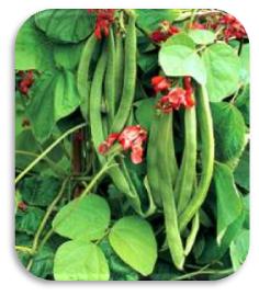 Runner beans