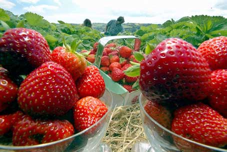 Strawberries