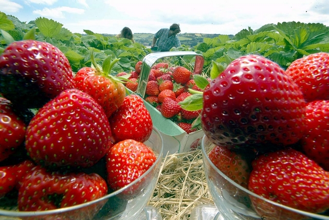 Picture of Strawberry Jam